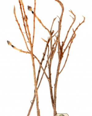 Newcal Pet Newcal Magnolia Branch Large