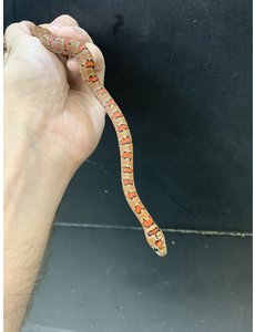  0.1 Thayeri/Variable King Snake