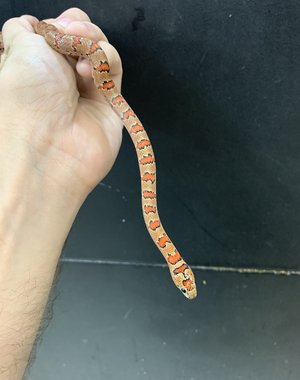 0.1 Thayeri/Variable King Snake