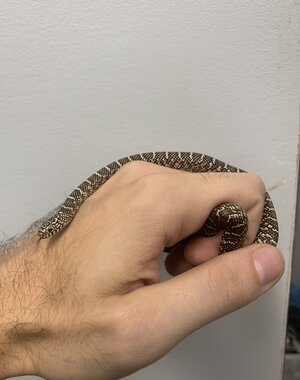 Florida King Snake