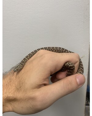  Florida King Snake