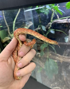 Hypo Flame Brook's King Snake