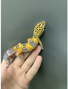  Calico "Firefox" Leopard Gecko