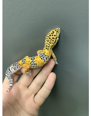  Calico "Firefox" Leopard Gecko