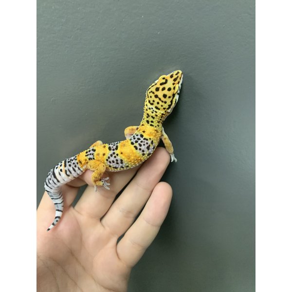 Calico "Firefox" Leopard Gecko