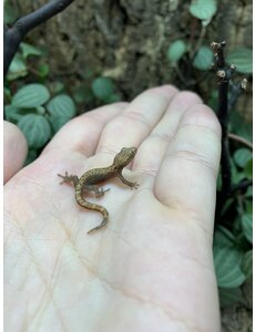  Mourning Gecko - Baby