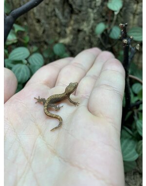  Mourning Gecko - Baby