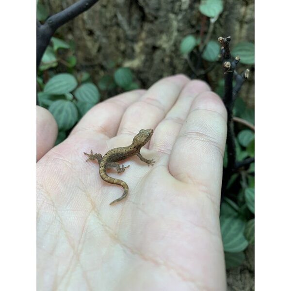 Mourning Gecko - Baby