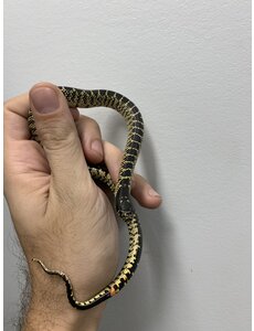  Desert  King Snake