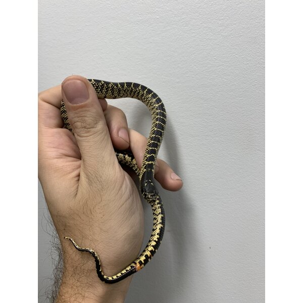 Desert  King Snake