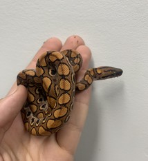 35+ Brazilian Rainbow Boa Max Size Pics