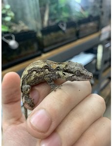  Adult Gargoyle Gecko