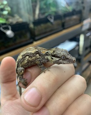  Adult Gargoyle Gecko