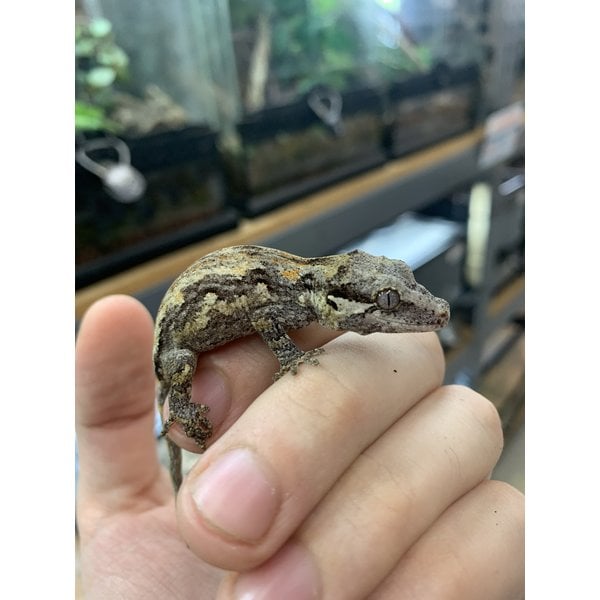 Adult Gargoyle Gecko