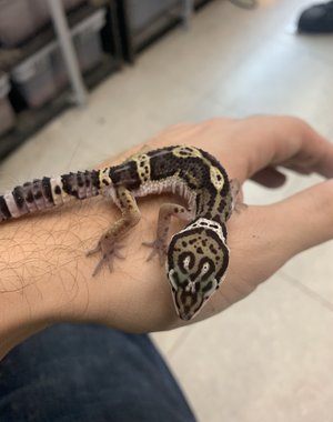  Mack Snow Leopard Gecko