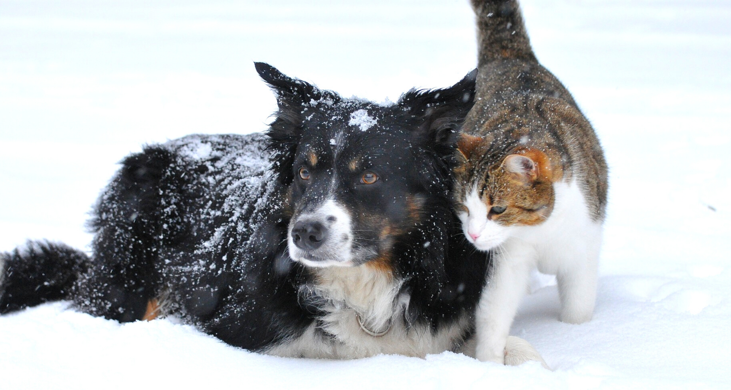 Keep your Pets safe during cold weather!