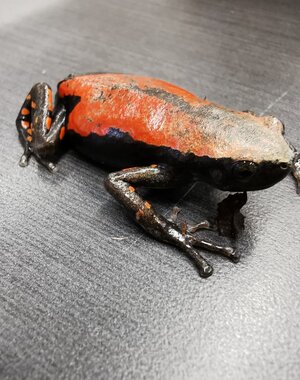 Red Rubber Frog