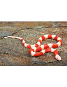  Albino Nelson's Milk Snake