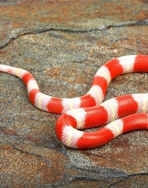  Albino Nelson's Milk Snake