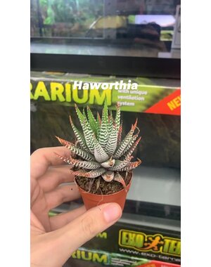  1.5" Assorted Haworthia