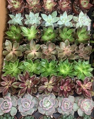  2.5" Assorted Succulent