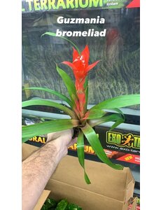  4" Bromeliad Guzmania