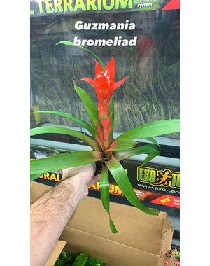  4" Bromeliad Guzmania