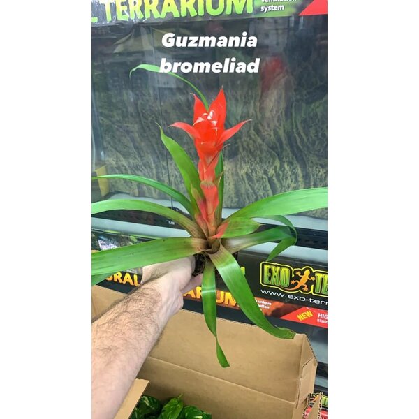 4" Bromeliad Guzmania