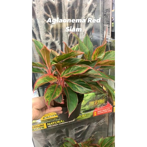 6"  Aglaonema Red Siam