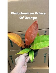  6" Philodendron Prince Of Orange