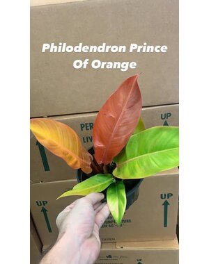  6" Philodendron Prince Of Orange