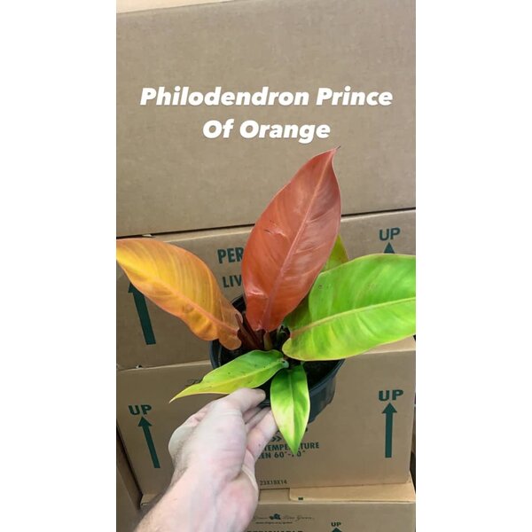 6" Philodendron Prince Of Orange
