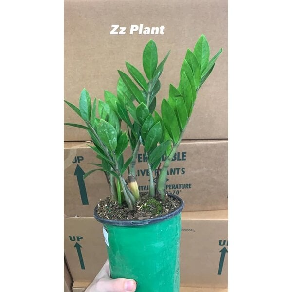 6" ZZ Plant
