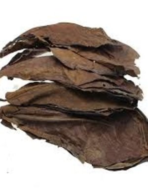  Jurassic Indian Almond Leaves "B Grade"