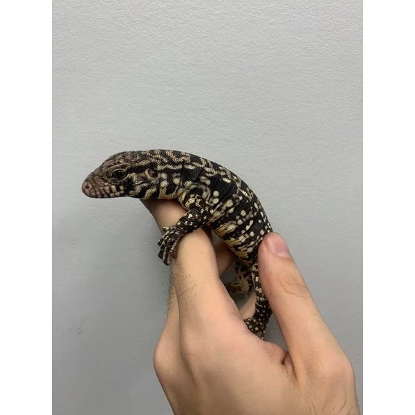 Black & White Tegu