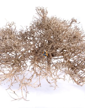 Aqua Globe Aquaglobe Caspian Wood