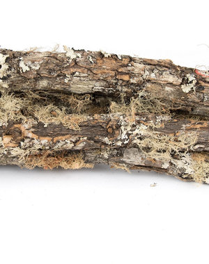 Newcal Pet NewCal Moss Covered Stick Natural