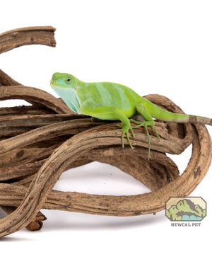 Newcal Pet NewCal Corkscrew Liana Vine (Rosca) Thick