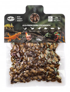 Pro Bugs Pro Bugs Dubia Roach Bulk Pack