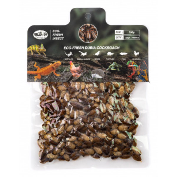 Pro Bugs Pro Bugs Dubia Roach Bulk Pack