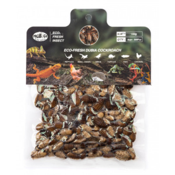 Pro Bugs Pro Bugs Dubia Roach Bulk Pack