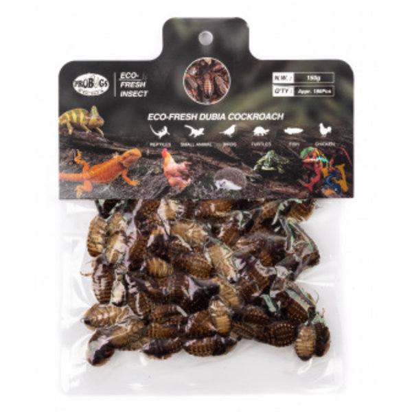 Pro Bugs Pro Bugs Dubia Roach Bulk Pack