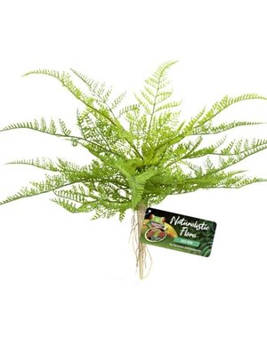Zoo Med Laboratories Zoo Med Naturalistic Flora Lace Fern
