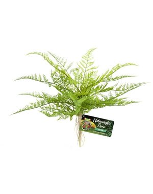 Zoo Med Laboratories Zoo Med Naturalistic Flora Lace Fern