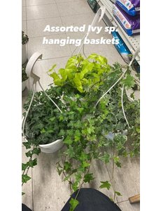  8" Assorted Ivy Hanging Basket