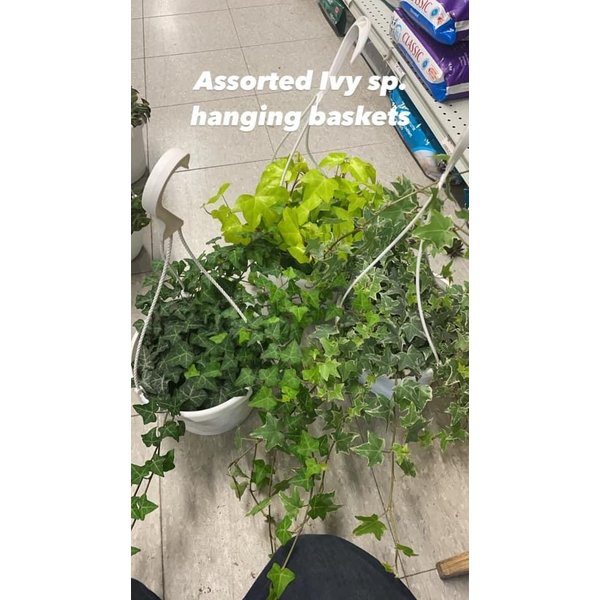 8" Assorted Ivy Hanging Basket