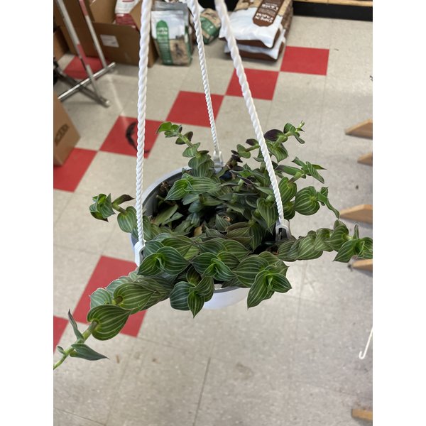 6" Tradescantia Callisia Elegans Hanging Basket