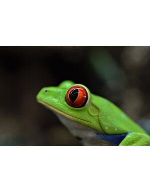  CBB Red Eyed Tree Frog