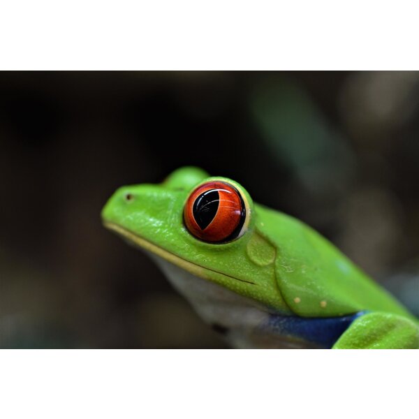 CBB Red Eyed Tree Frog