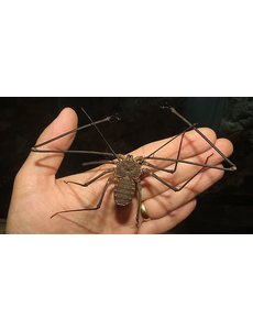  Tailless Whip Scorpion